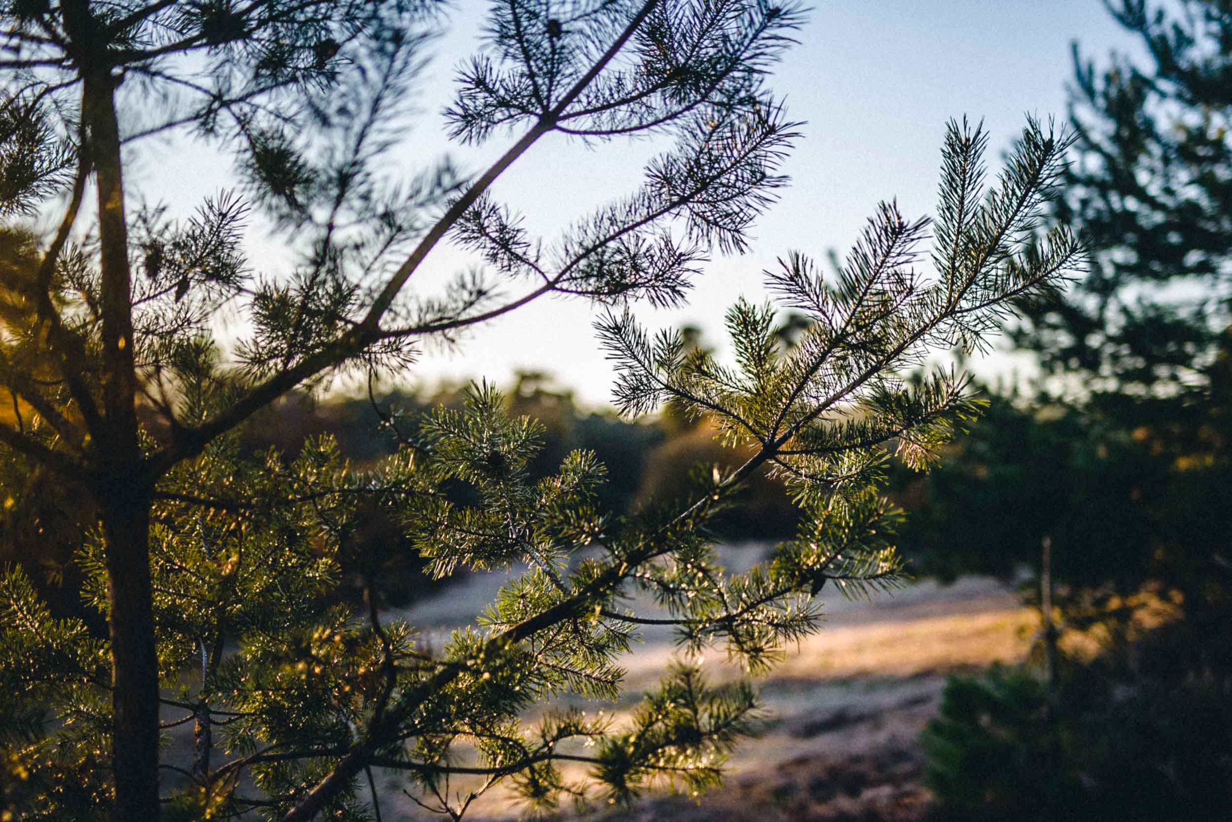 Bild zu Angela & Christoph - Paarshooting in der Wahner Heide