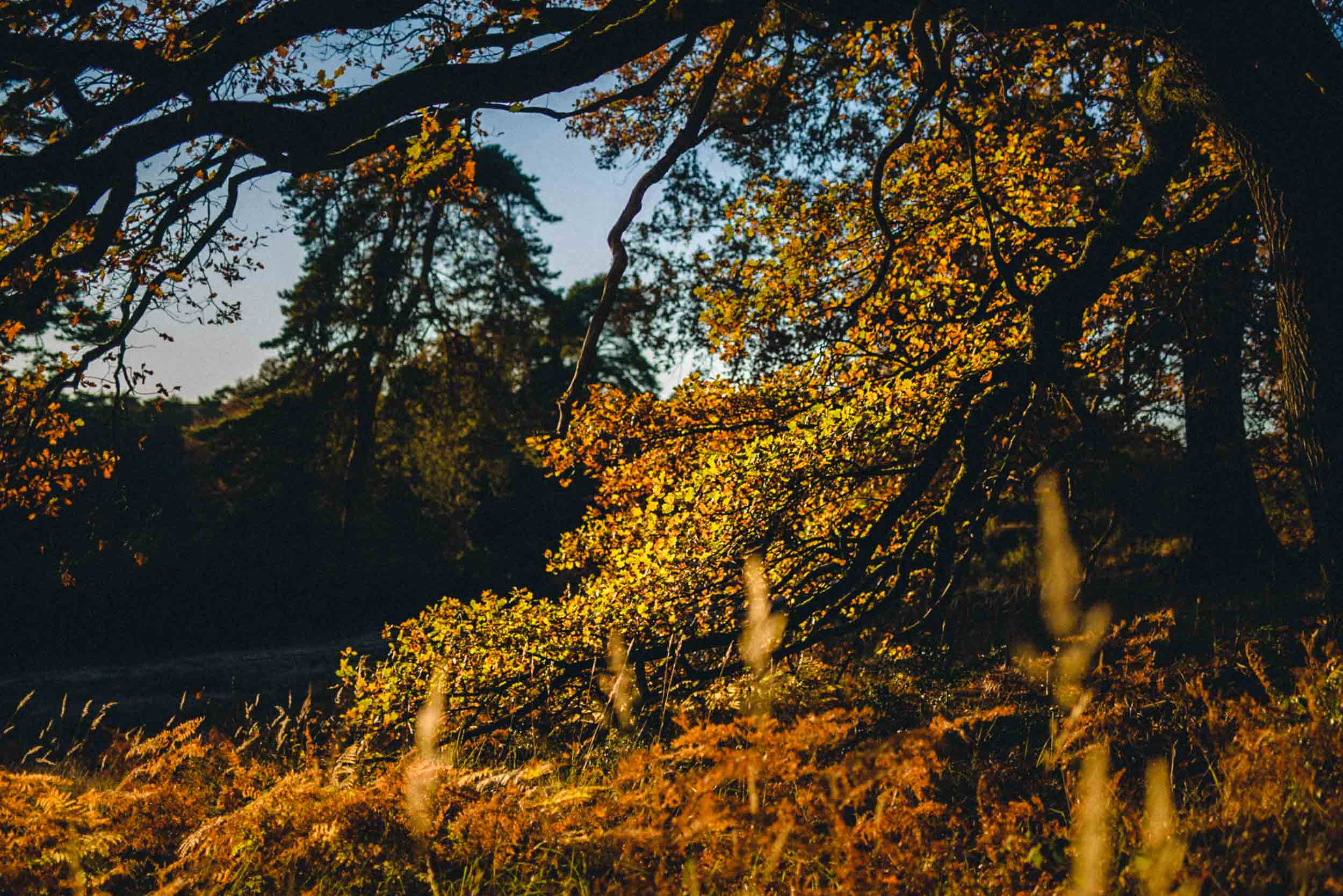 Bild zu Angela & Christoph - Paarshooting in der Wahner Heide