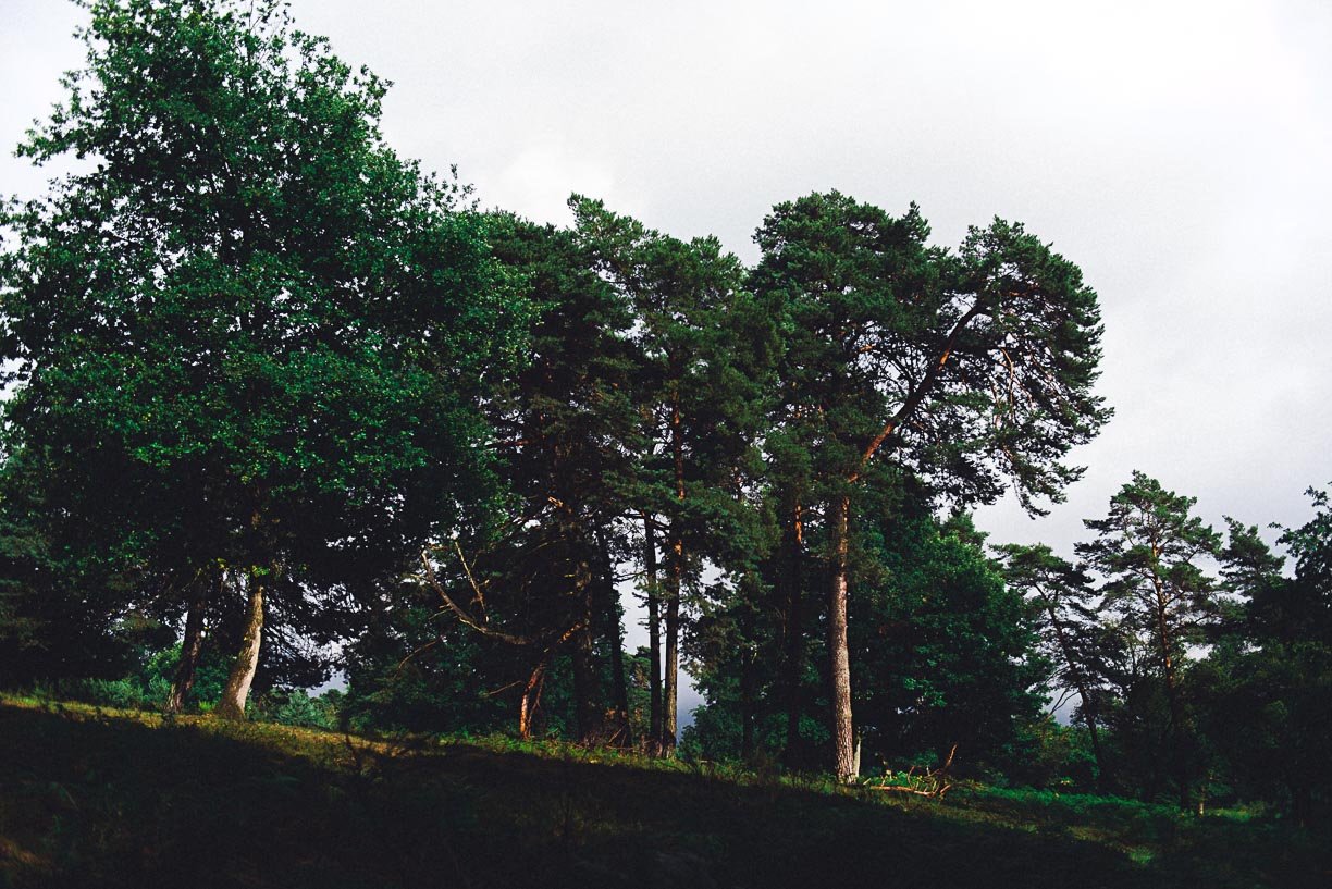 Bild zu Vanessa & Pierre – Paarshoot in der Wahner Heide Köln