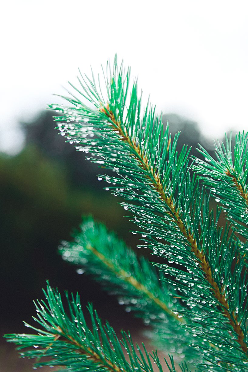Bild zu Vanessa & Pierre – Paarshoot in der Wahner Heide Köln